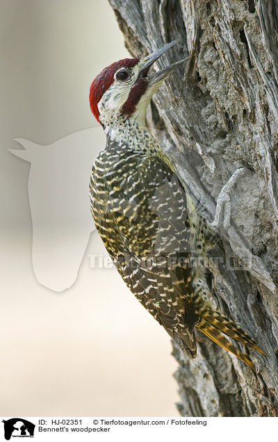 Bennett's woodpecker / HJ-02351