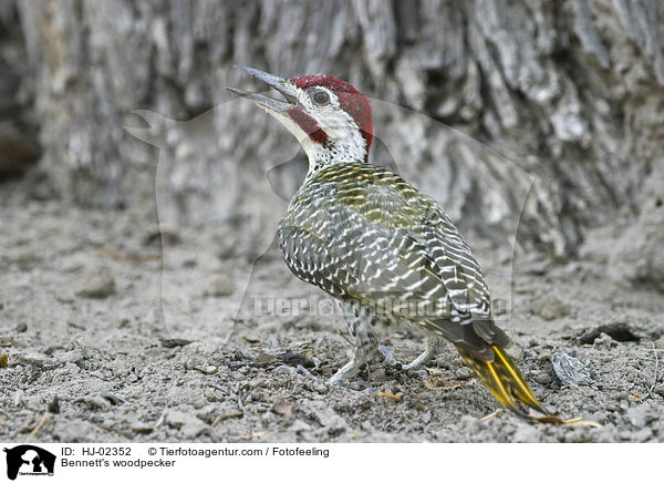 Bennett's woodpecker / HJ-02352