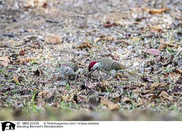 stehende Bennettspechte / standing Bennett's Woodpeckers / MBS-22338