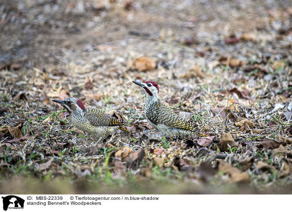 stehende Bennettspechte / standing Bennett's Woodpeckers / MBS-22339