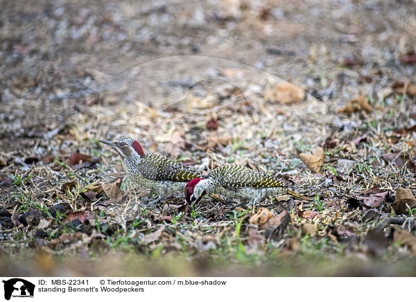 stehende Bennettspechte / standing Bennett's Woodpeckers / MBS-22341