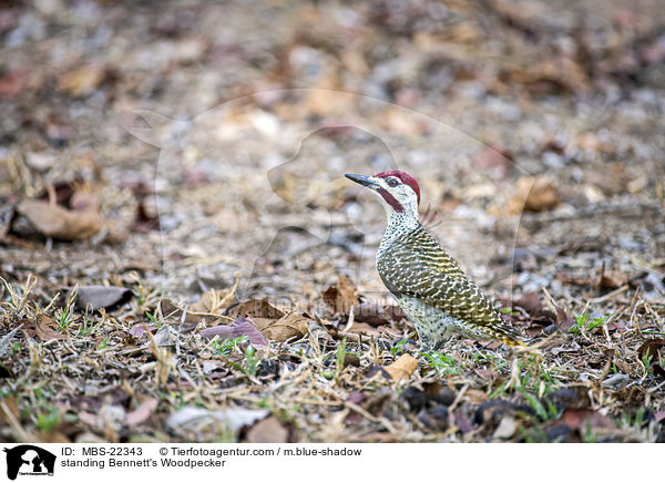 stehender Bennettspecht / standing Bennett's Woodpecker / MBS-22343