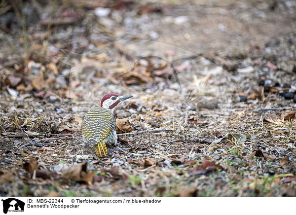 Bennettspecht / Bennett's Woodpecker / MBS-22344