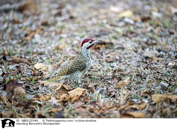 stehender Bennettspecht / standing Bennett's Woodpecker / MBS-22346