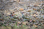 standing Bennett's Woodpeckers