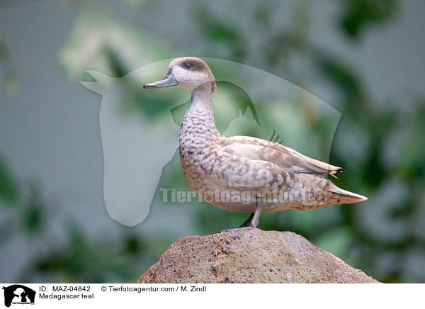 Bernierente / Madagascar teal / MAZ-04842