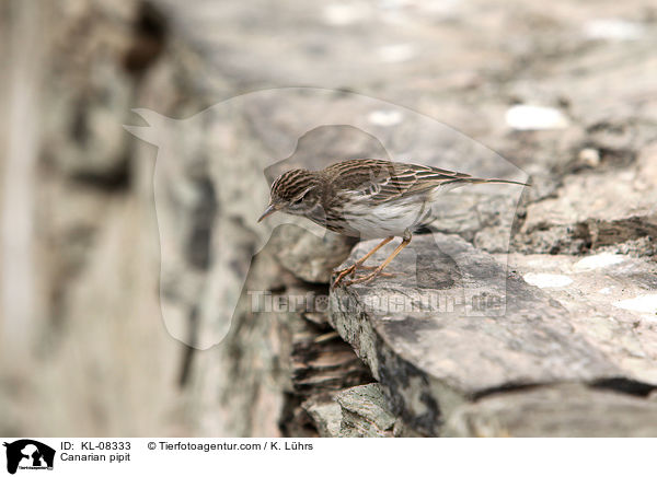 Canarian pipit / KL-08333