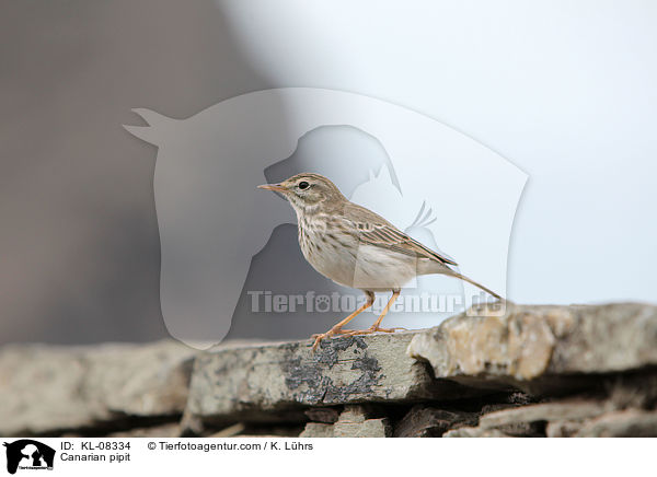Canarian pipit / KL-08334