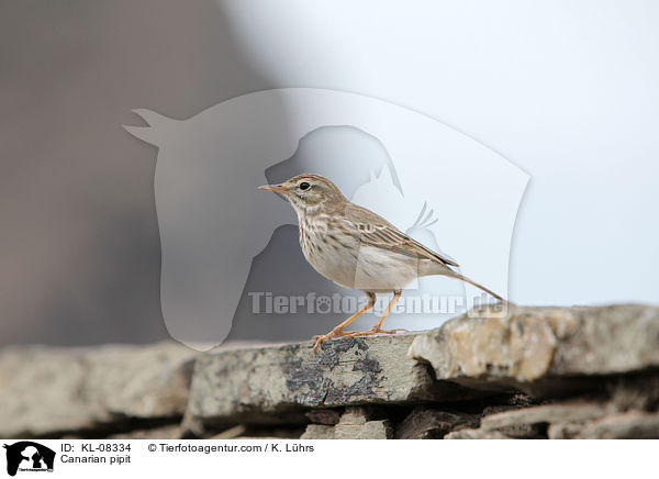 Kanarenpieper / Canarian pipit / KL-08334