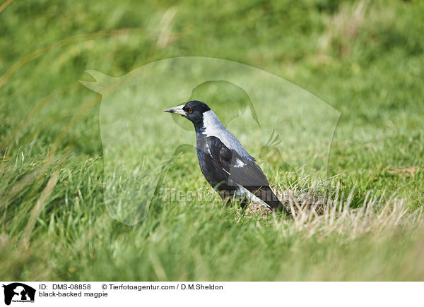 Fltenvogel / black-backed magpie / DMS-08858
