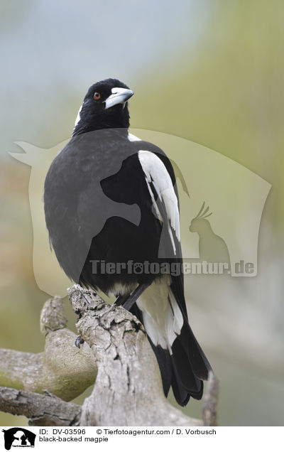 black-backed magpie / DV-03596