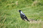 black-backed magpie