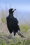 black-backed magpie