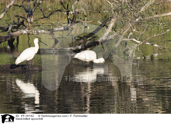K�nigsl�ffler / black-billed spoonbill / FF-16142