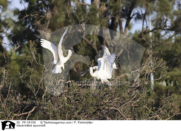 K�nigsl�ffler / black-billed spoonbill / FF-16150