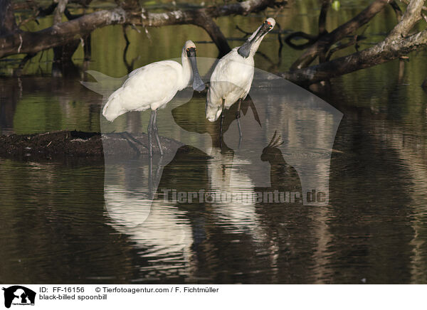 black-billed spoonbill / FF-16156
