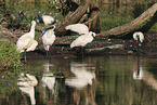 black-billed spoonbill