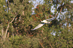 black-billed spoonbill