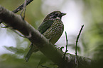 black-eared catbird