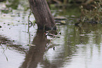 black-fronted dotterel