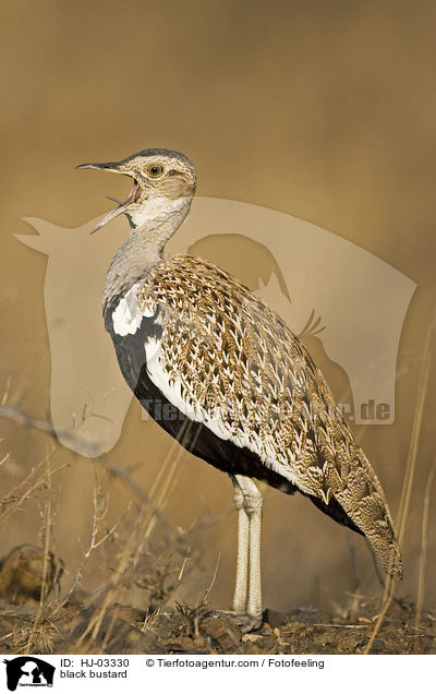 Gackeltrappe / black bustard / HJ-03330