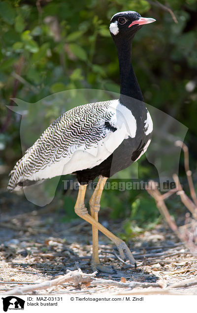 Gackeltrappe / black bustard / MAZ-03131