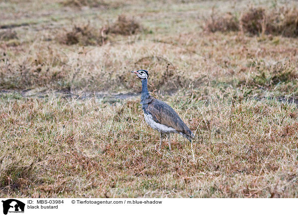 black bustard / MBS-03984