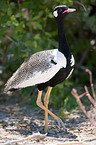 black bustard