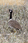 black bustard