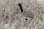 black bustard