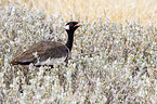 black bustard