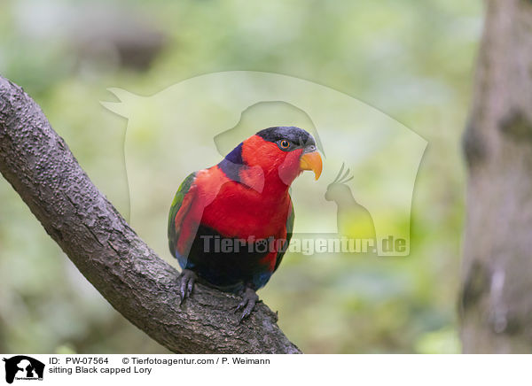 sitting Black capped Lory / PW-07564