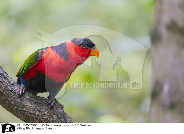 sitzender Frauenlori / sitting Black capped Lory / PW-07566