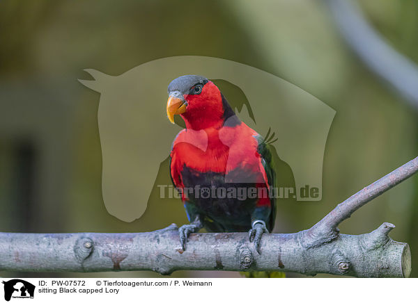 sitzender Frauenlori / sitting Black capped Lory / PW-07572