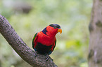 sitting Black capped Lory