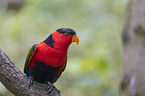 sitting Black capped Lory