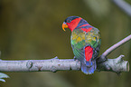sitting Black capped Lory
