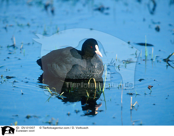 Blsshuhn / Eurasian coot / DV-01007