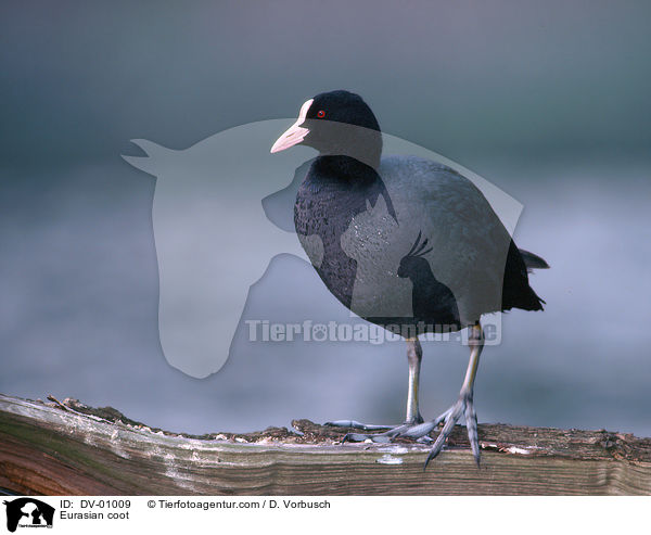 Blsshuhn / Eurasian coot / DV-01009