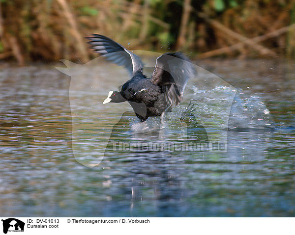 Blsshuhn / Eurasian coot / DV-01013