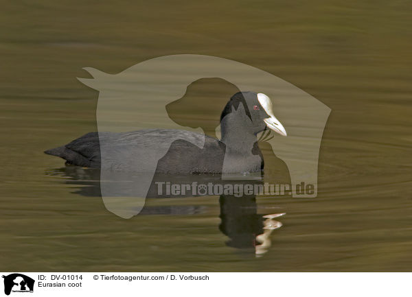 Blsshuhn / Eurasian coot / DV-01014