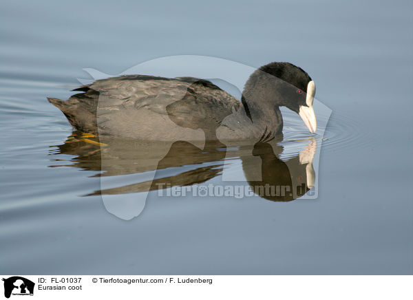 Blsshuhn / Eurasian coot / FL-01037