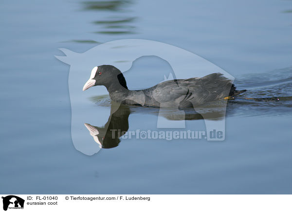 Blsshuhn / eurasian coot / FL-01040