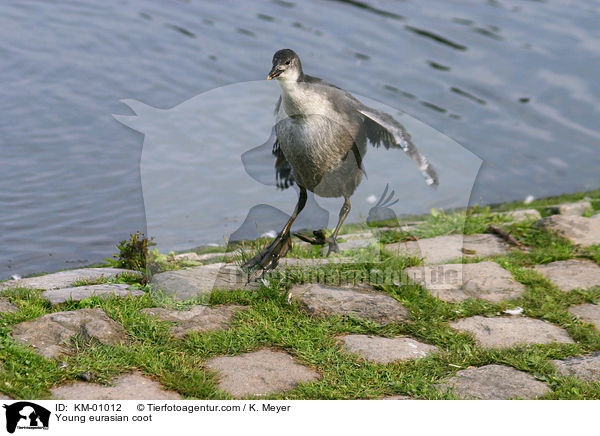 Young eurasian coot / KM-01012