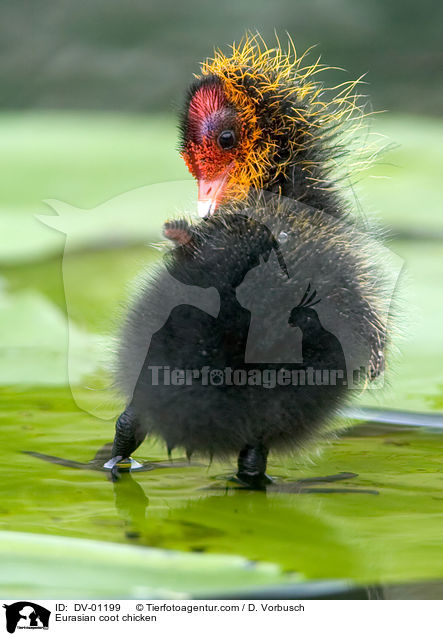 Eurasian coot chicken / DV-01199