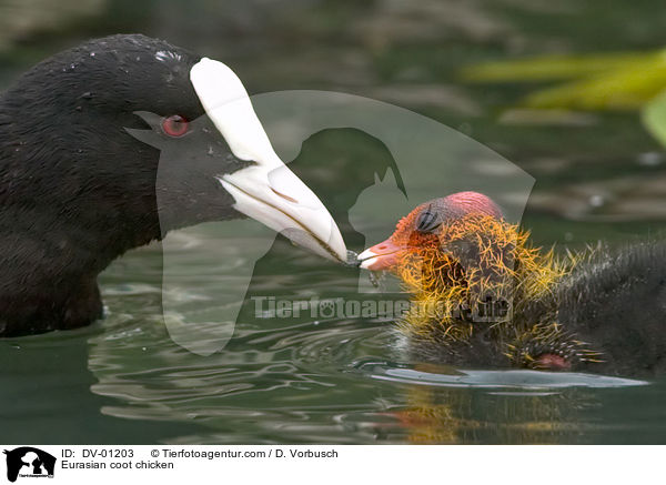 Blsshuhn Kken / Eurasian coot chicken / DV-01203