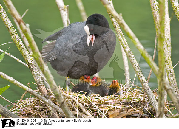 Eurasian coot with chicken / DV-01204