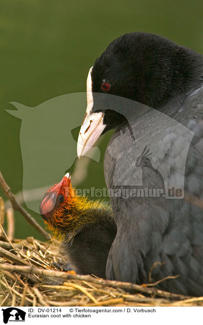 Eurasian coot with chicken / DV-01214