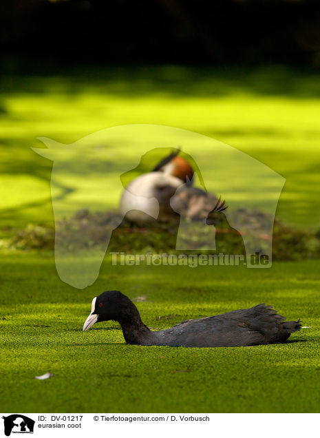 Blsshuhn / eurasian coot / DV-01217