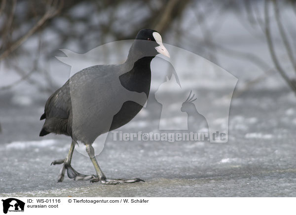 Blsshuhn / eurasian coot / WS-01116